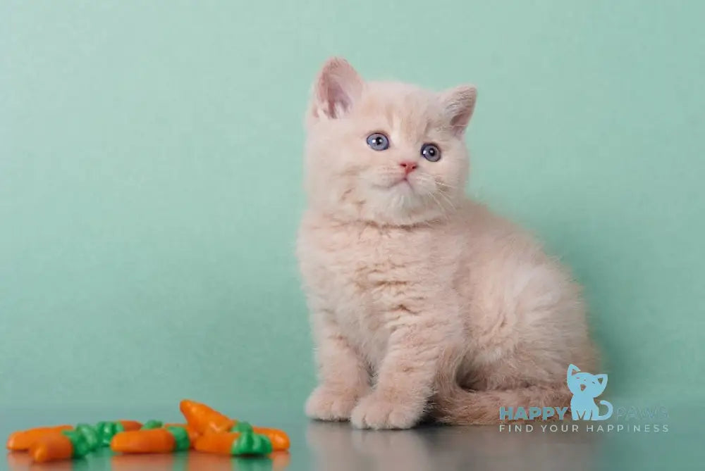 Izium British Shorthair Male Cream Live Animals