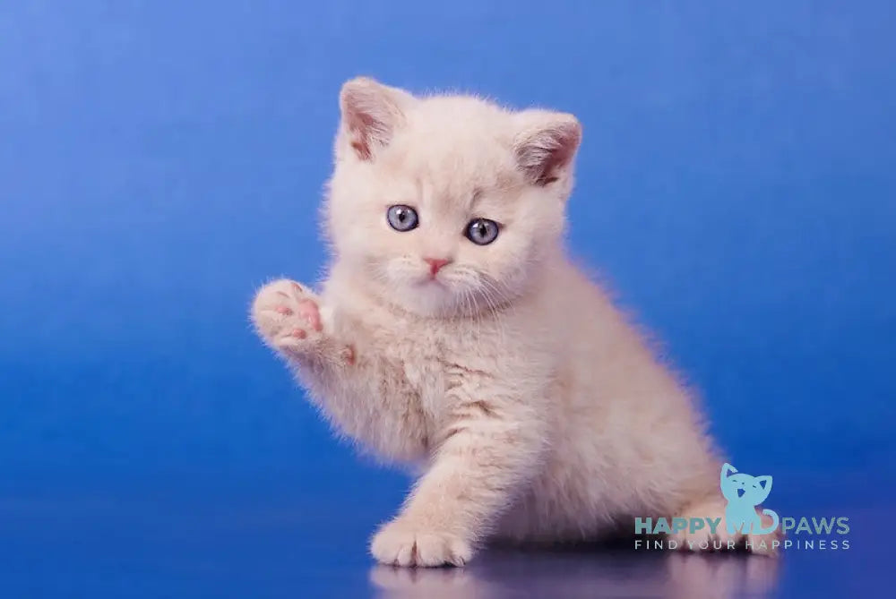 Izium British Shorthair Male Cream Live Animals