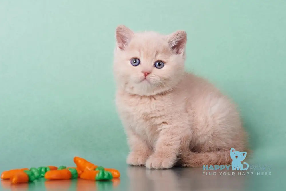 Izium British Shorthair Male Cream Live Animals