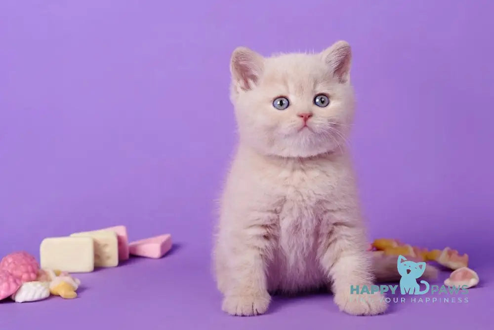 Izium British Shorthair Male Cream Live Animals