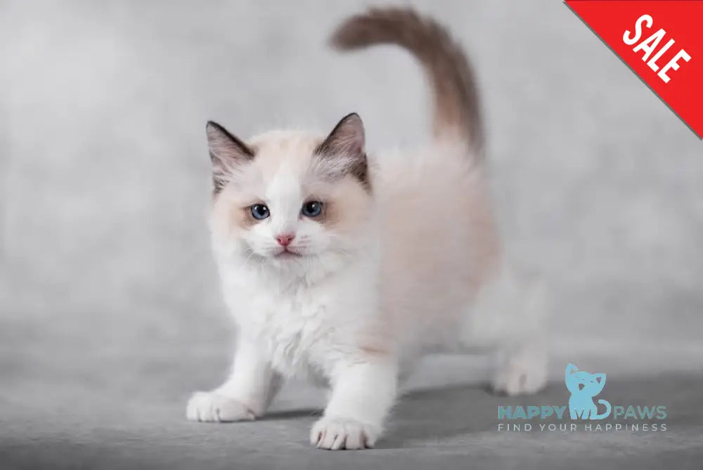 Izmir Ragdoll Male Blue Bicolour Live Animals