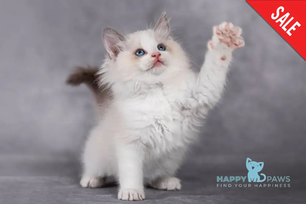 Izmir Ragdoll Male Blue Bicolour Live Animals