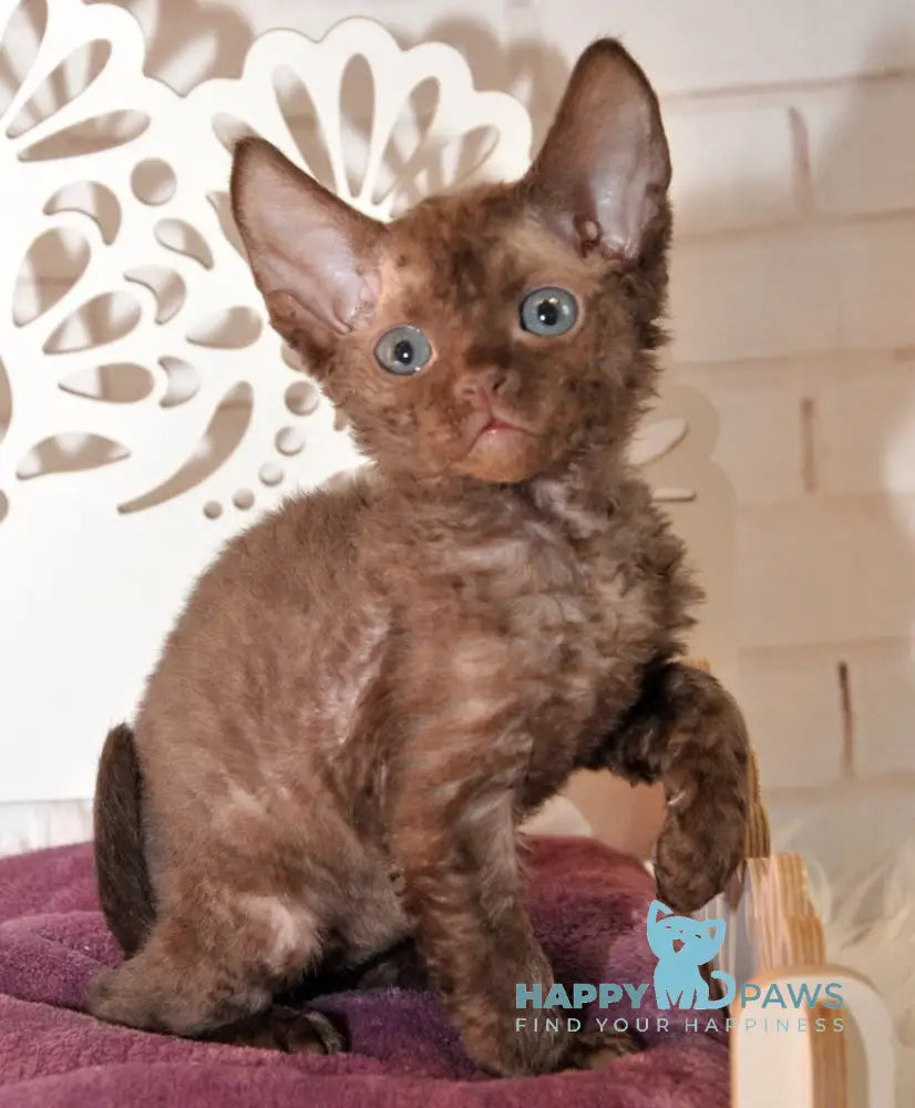 Izum Devon Rex Male Chocolate Live Animals