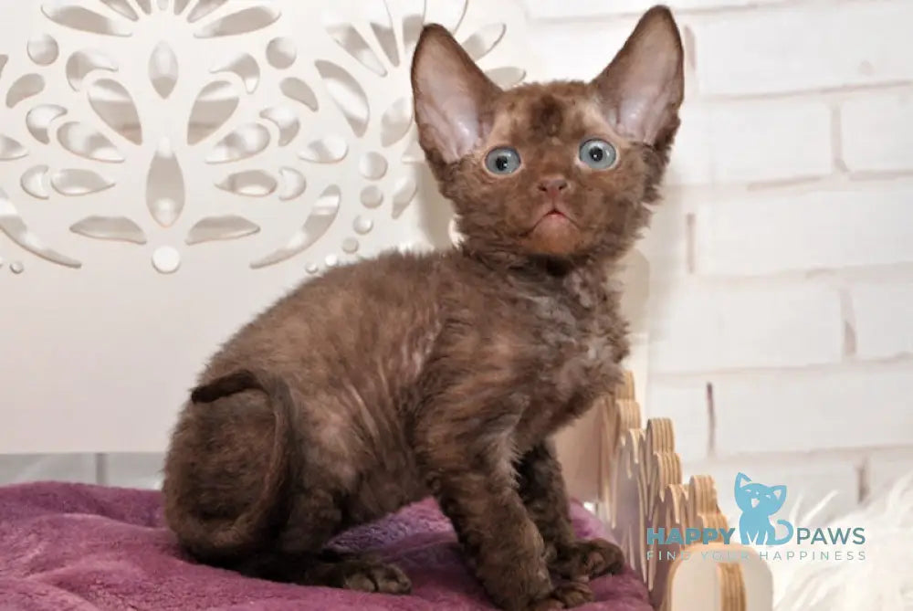 Izum Devon Rex Male Chocolate Live Animals