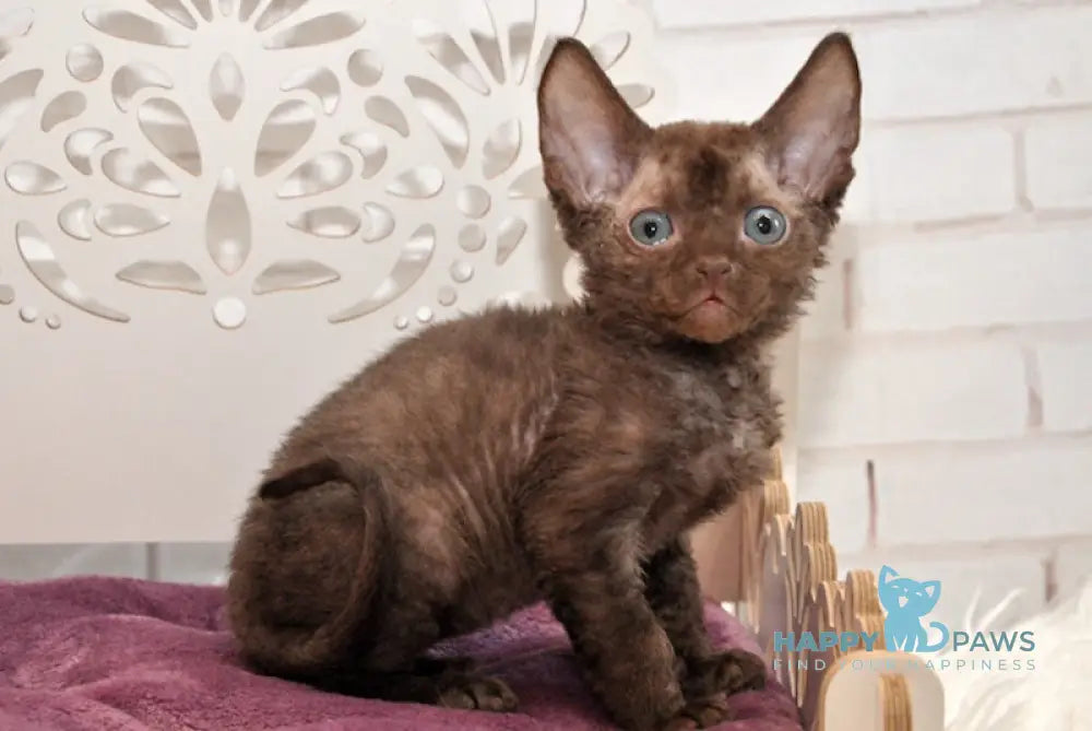 Izum Devon Rex Male Chocolate Live Animals