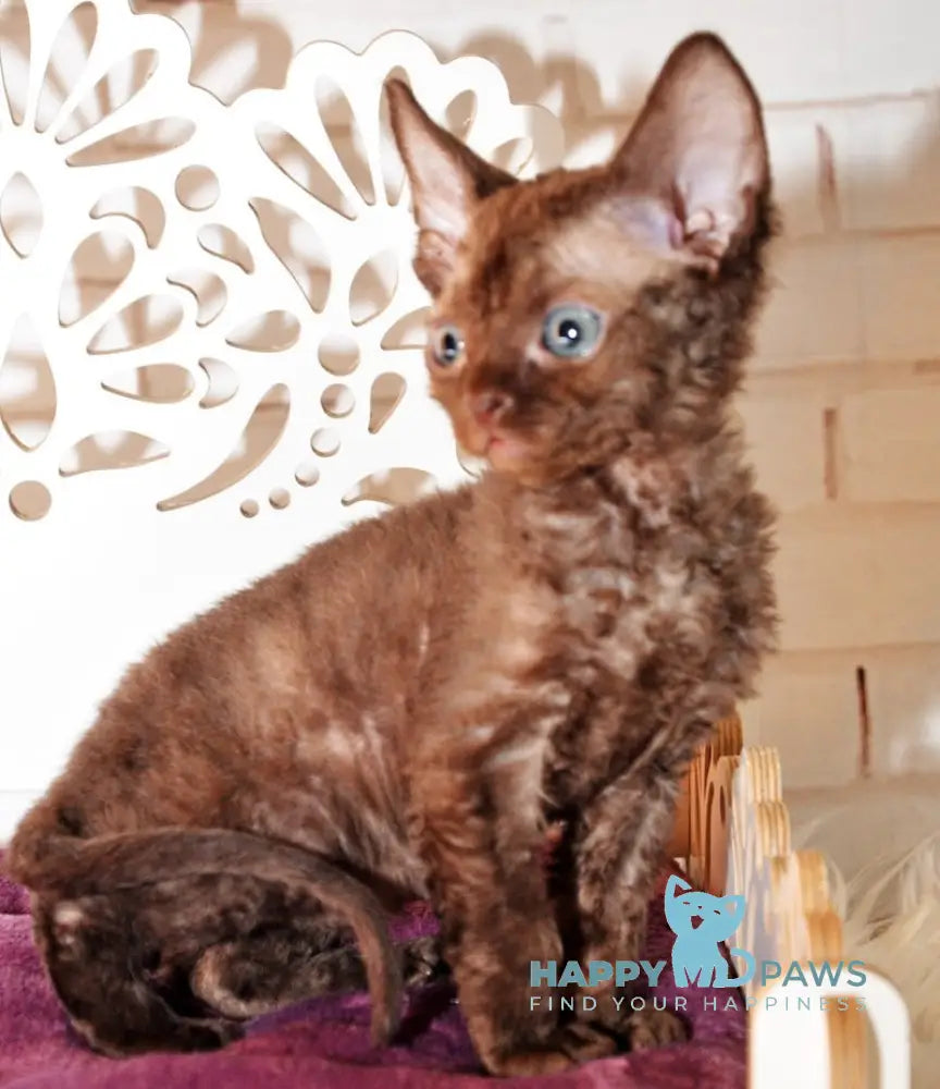 Izum Devon Rex Male Chocolate Live Animals