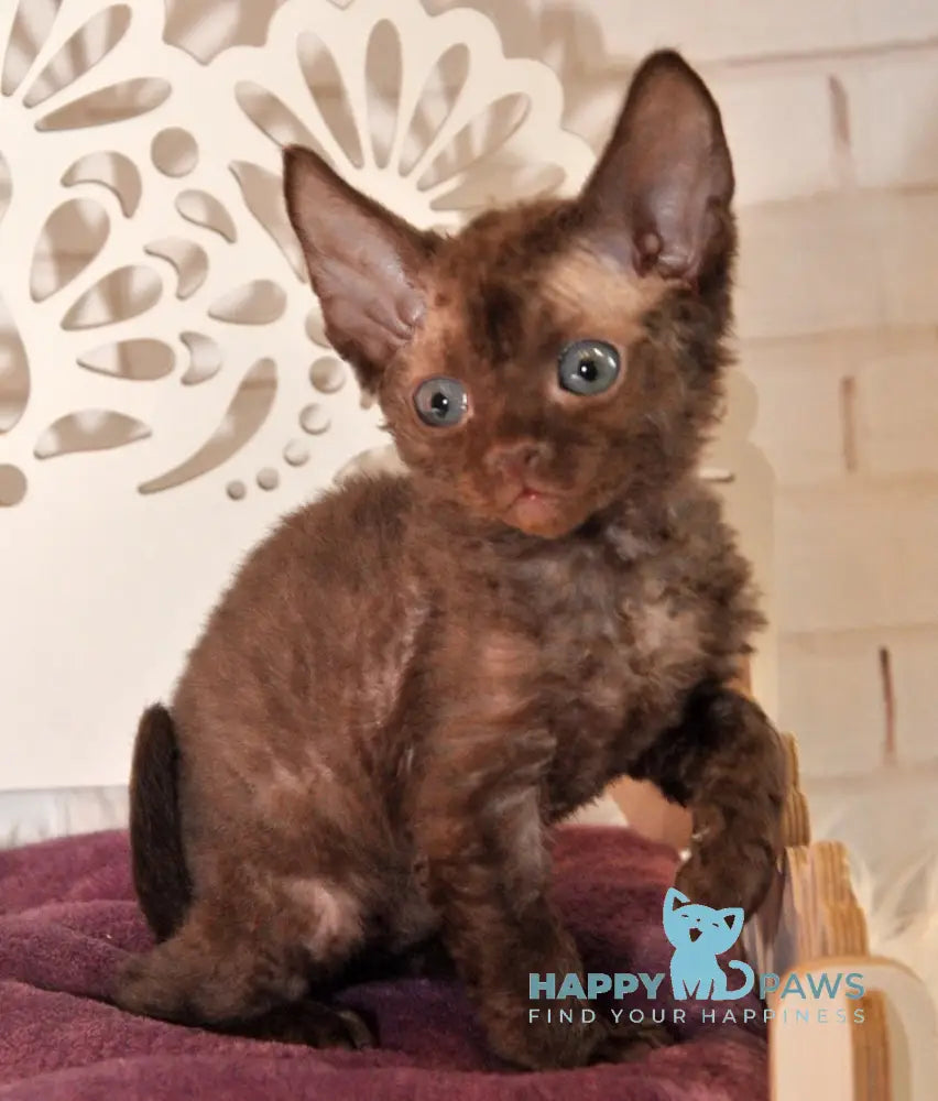 Izum Devon Rex Male Chocolate Live Animals