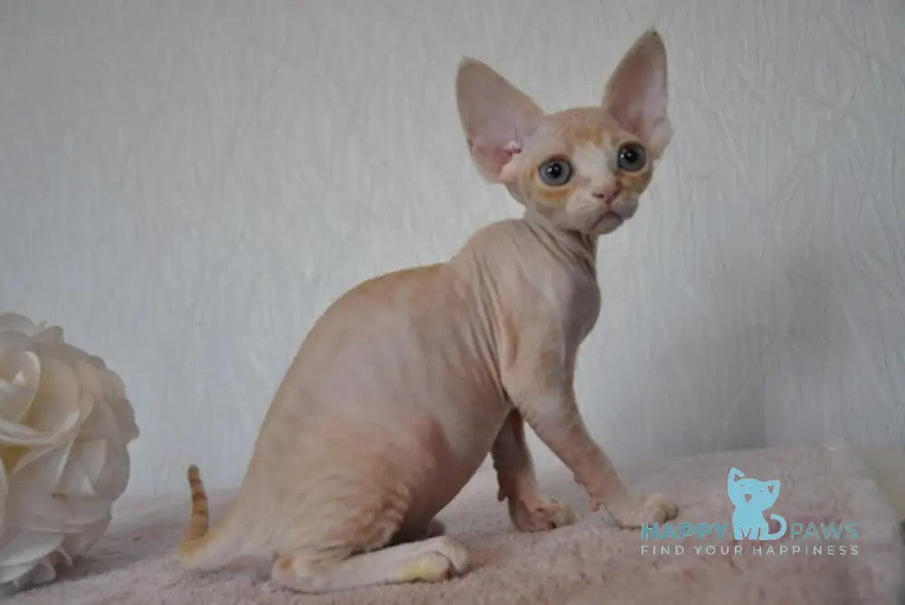 Jade Devon Rex Female Cream Tabby Bicolour Live Animals