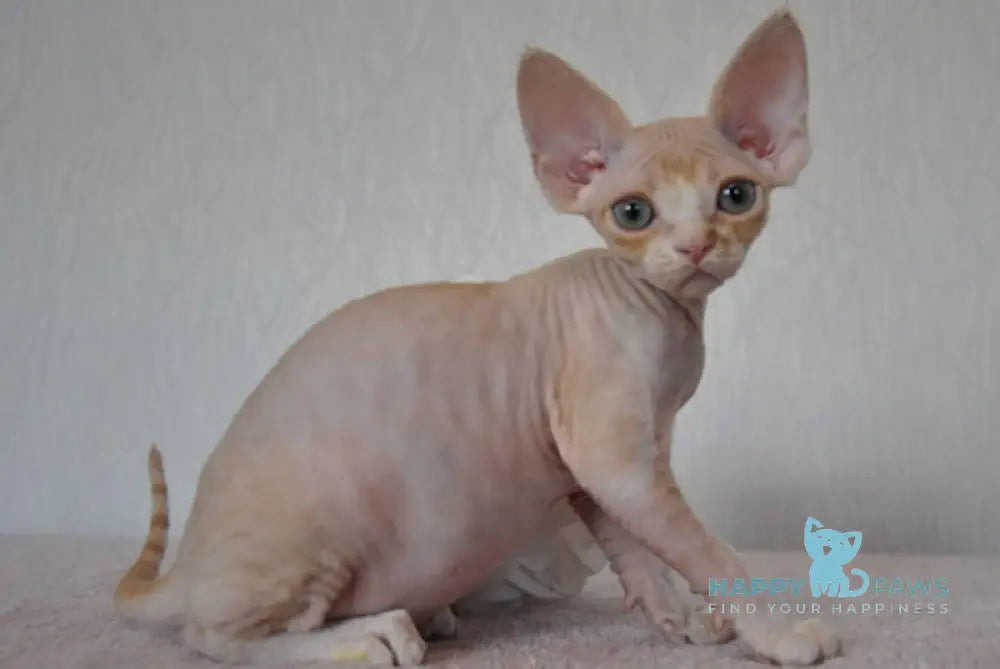 Jade Devon Rex Female Cream Tabby Bicolour Live Animals