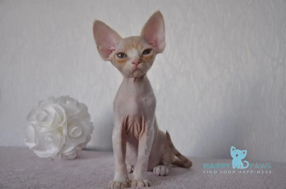 Jade Devon Rex Female Cream Tabby Bicolour Live Animals