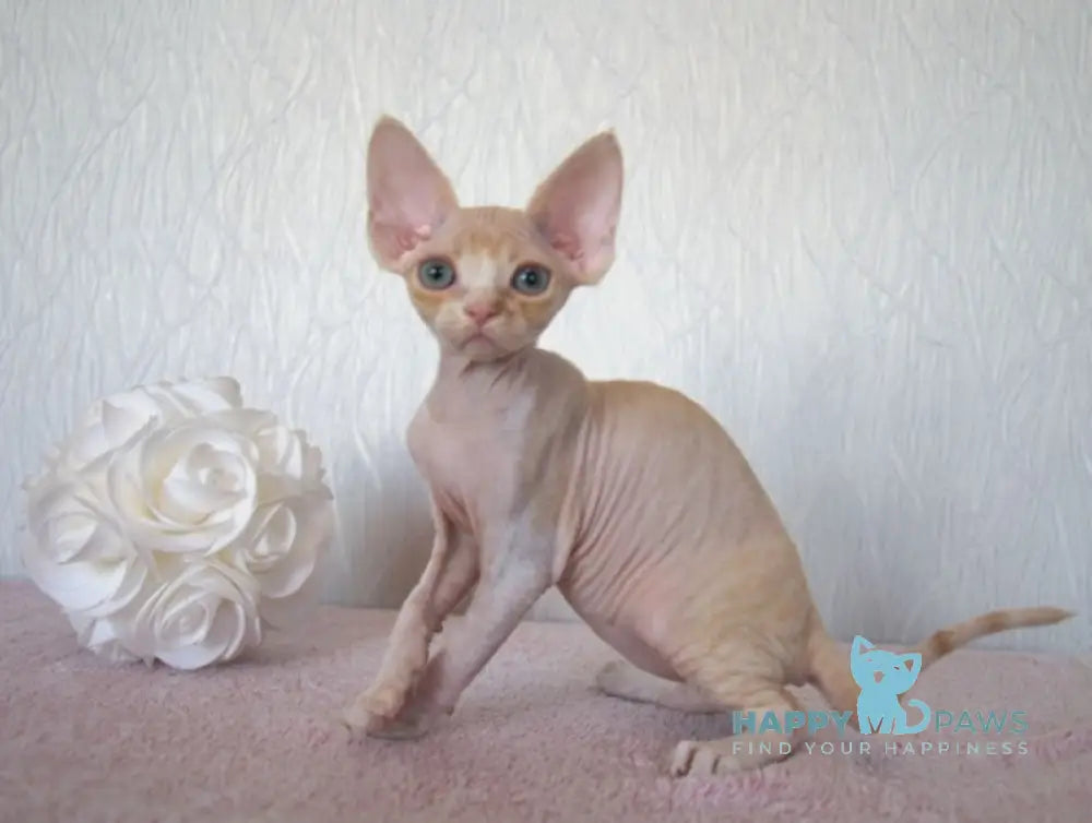 Jade Devon Rex Female Cream Tabby Bicolour Live Animals