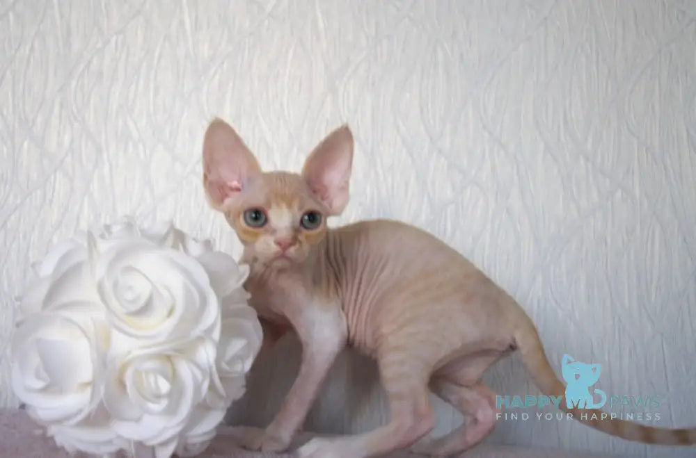 Jade Devon Rex Female Cream Tabby Bicolour Live Animals