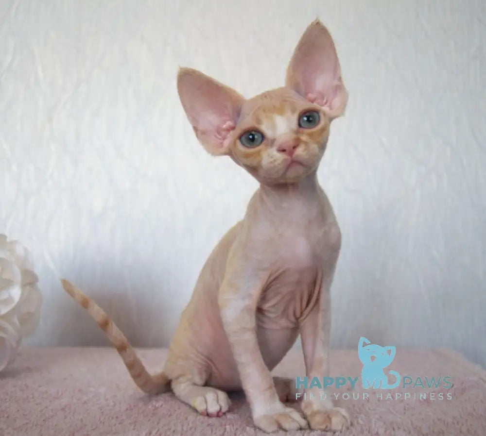 Jade Devon Rex Female Cream Tabby Bicolour Live Animals