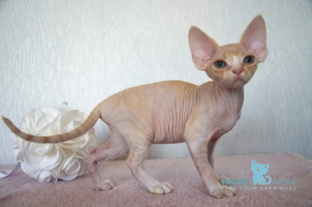 Jade Devon Rex Female Cream Tabby Bicolour Live Animals