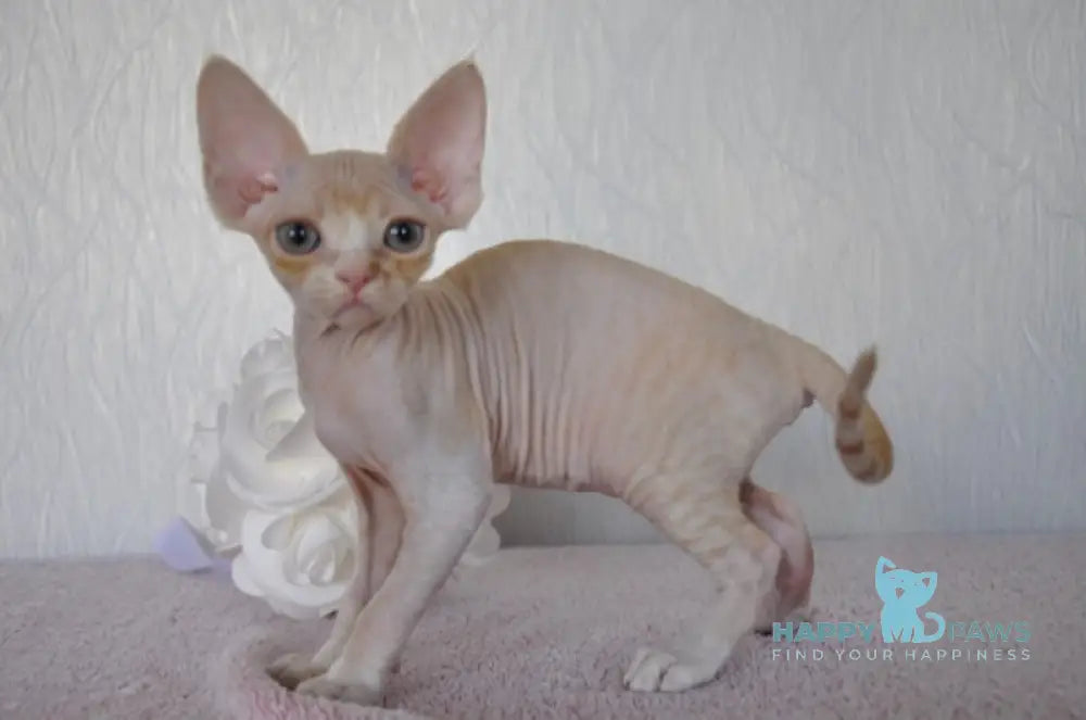 Jade Devon Rex Female Cream Tabby Bicolour Live Animals