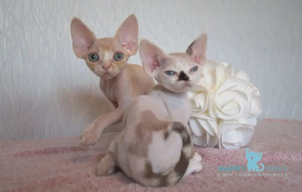 Jade Devon Rex Female Cream Tabby Bicolour Live Animals