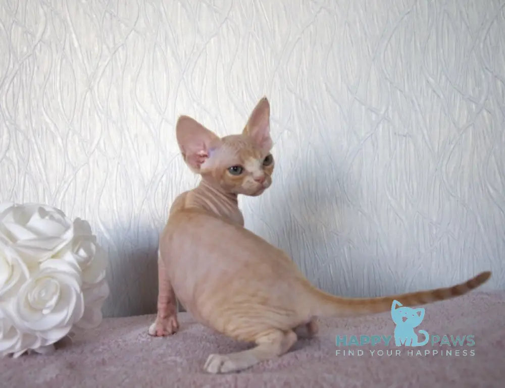 Jade Devon Rex Female Cream Tabby Bicolour Live Animals