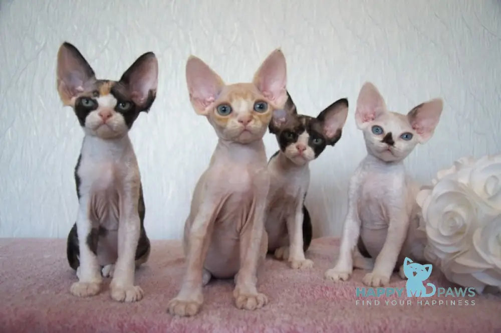 Jade Devon Rex Female Cream Tabby Bicolour Live Animals