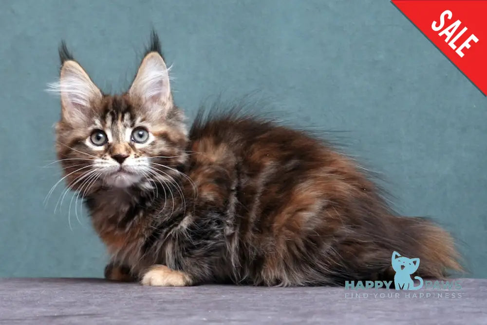 Jane Maine Coon Female Black Tortie Tabby Live Animals