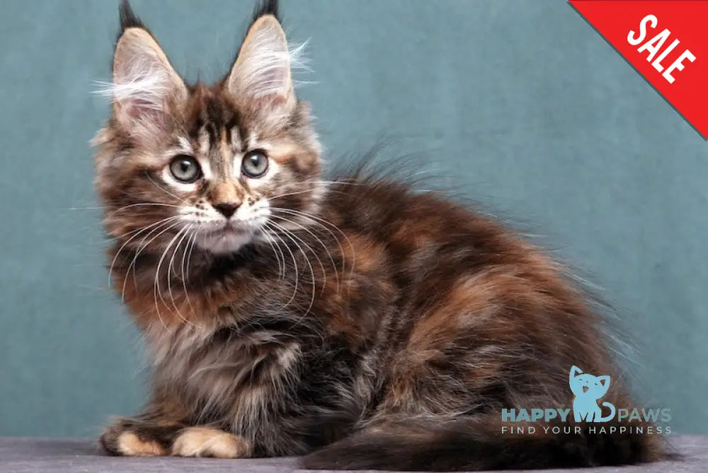 Jane Maine Coon Female Black Tortie Tabby Live Animals