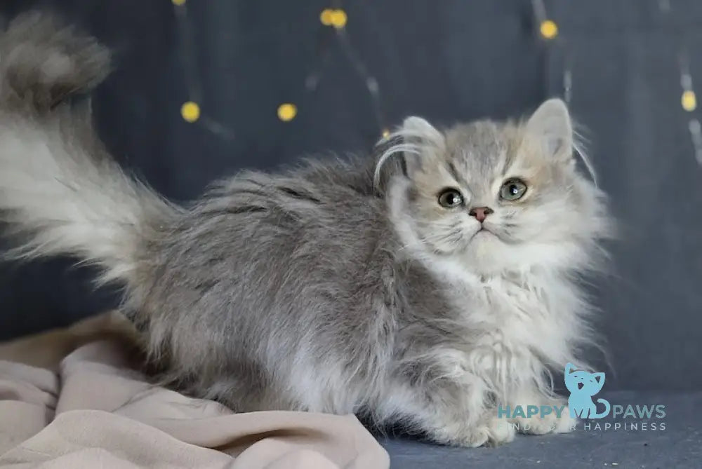 Janelle British Longhair Female Blue Golden Ticked Tabby Live Animals