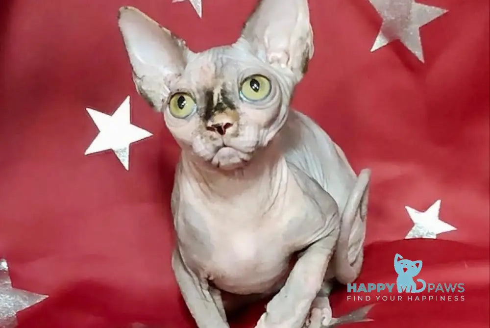 Janet Canadian Sphynx Female Blue Tortie Live Animals