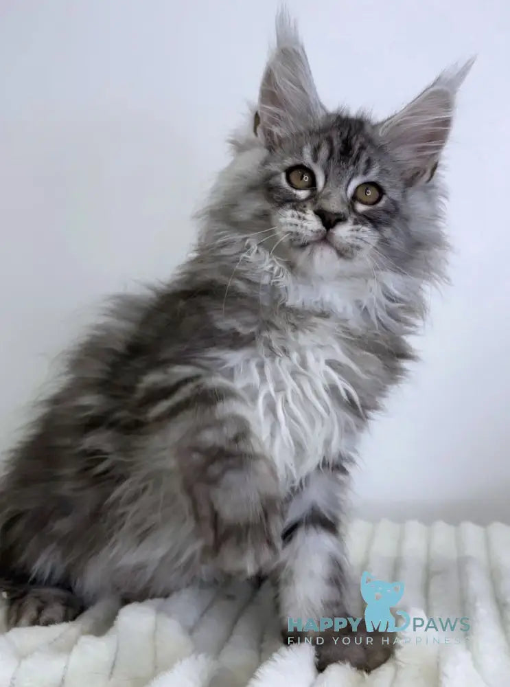 Janske Maine Coon Male Black Silver Tabby With White Live Animals