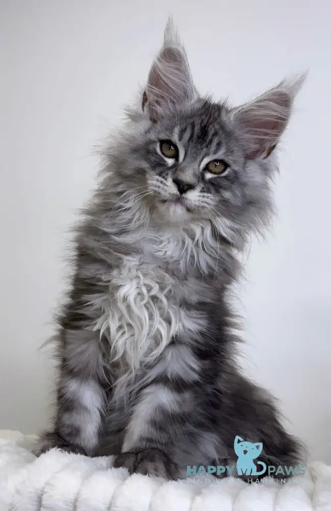 Janske Maine Coon Male Black Silver Tabby With White Live Animals