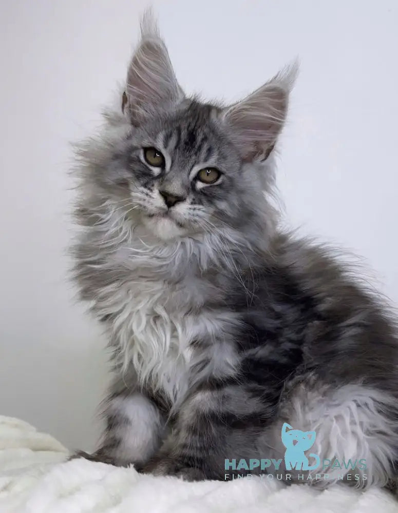 Janske Maine Coon Male Black Silver Tabby With White Live Animals