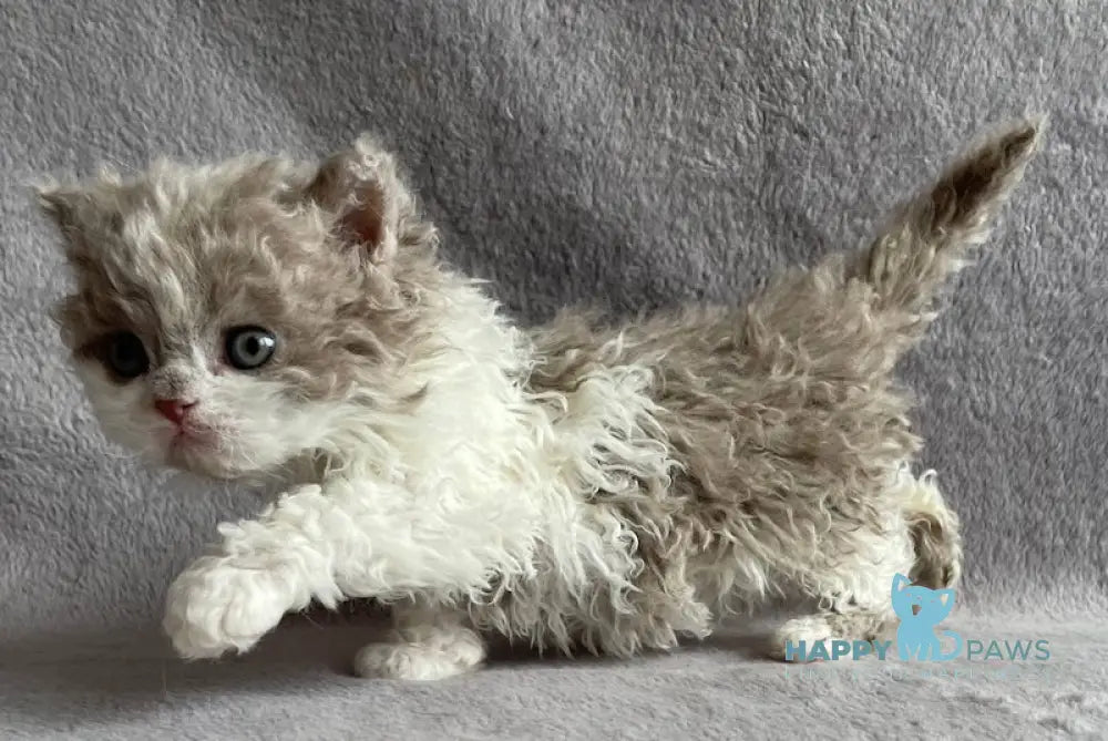 Janson Selkirk Rex Male Lilac Harlequin Live Animals