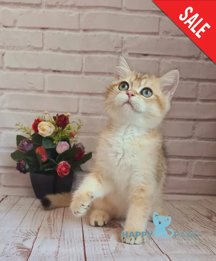 Jantar British Shorthair Male Black Golden Shaded Live Animals