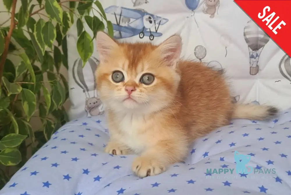 Jantar British Shorthair Male Black Golden Shaded Live Animals