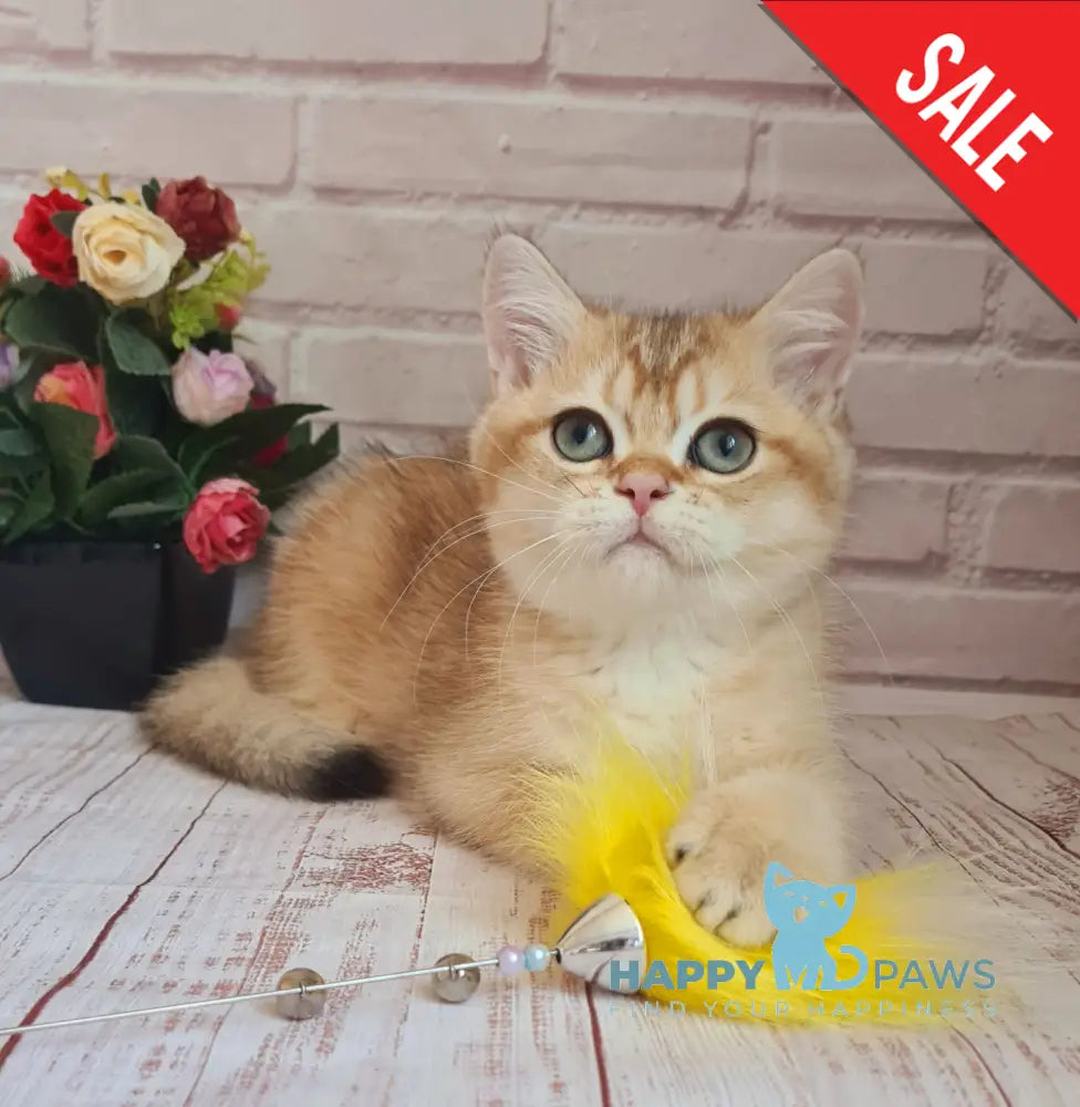 Jantar British Shorthair Male Black Golden Shaded Live Animals