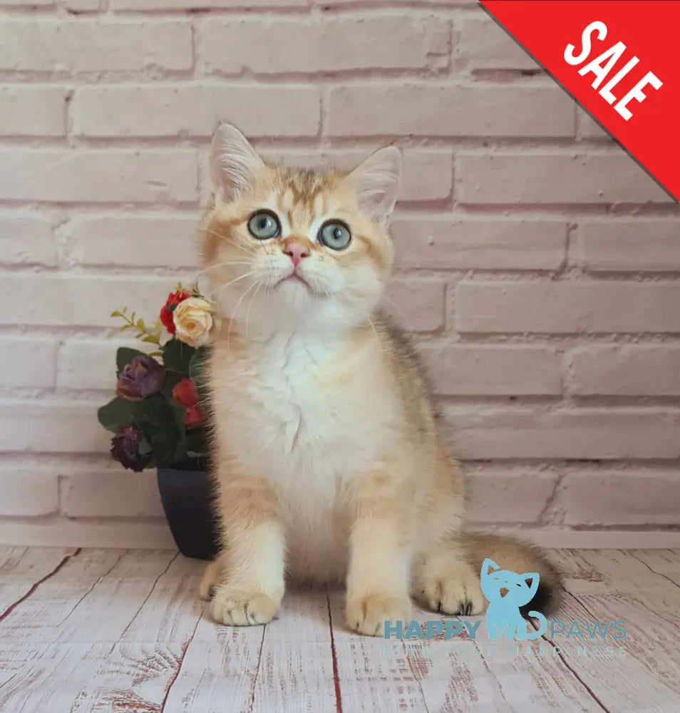 Jantar British Shorthair Male Black Golden Shaded Live Animals