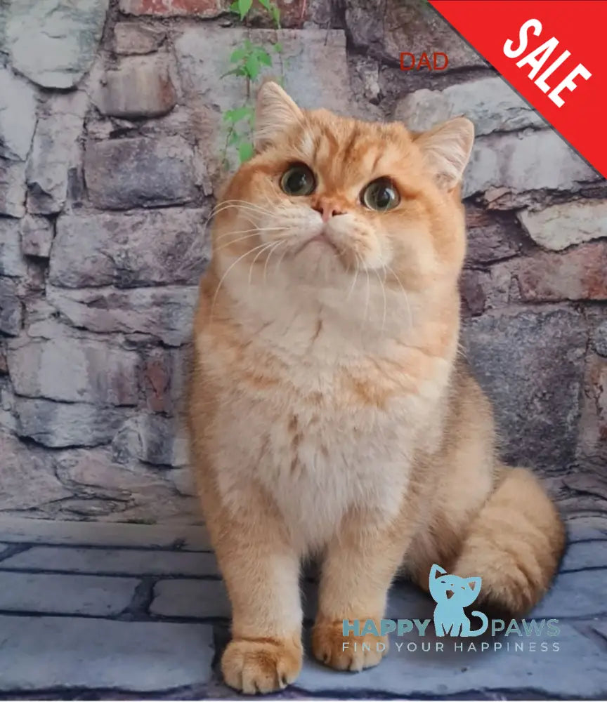 Jantar British Shorthair Male Black Golden Shaded Live Animals