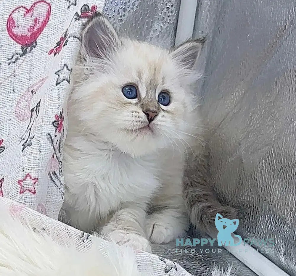 Jenis Siberian Female Blue Tabby Pointed With White Live Animals