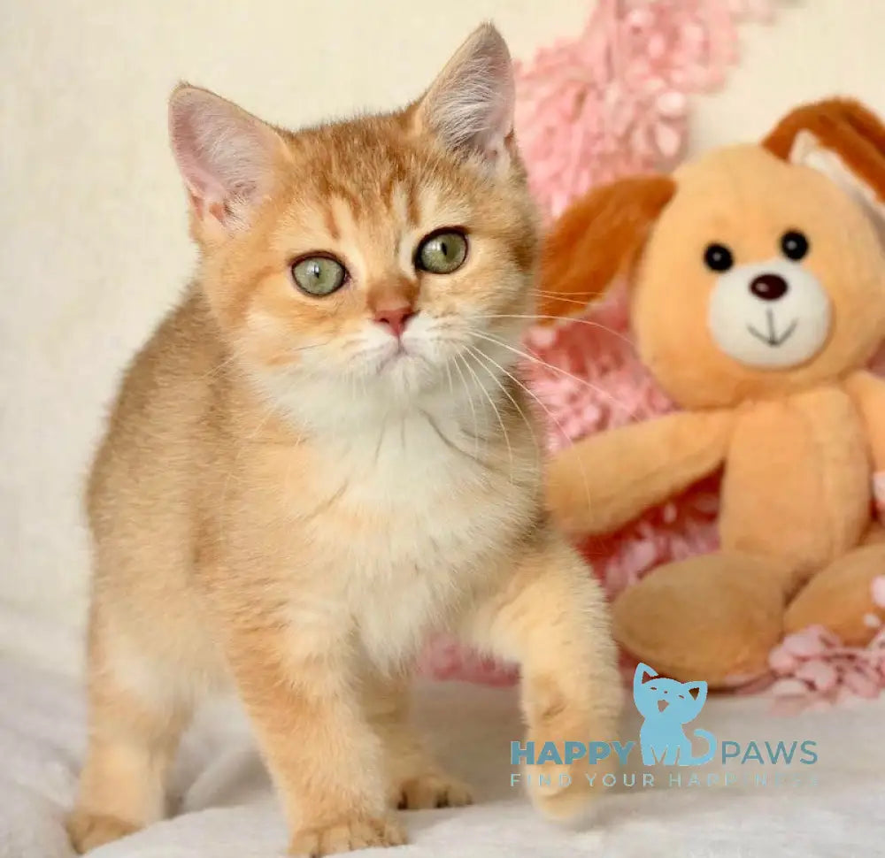 Jerry British Shorthair Female Chocolate Golden Shaded Live Animals