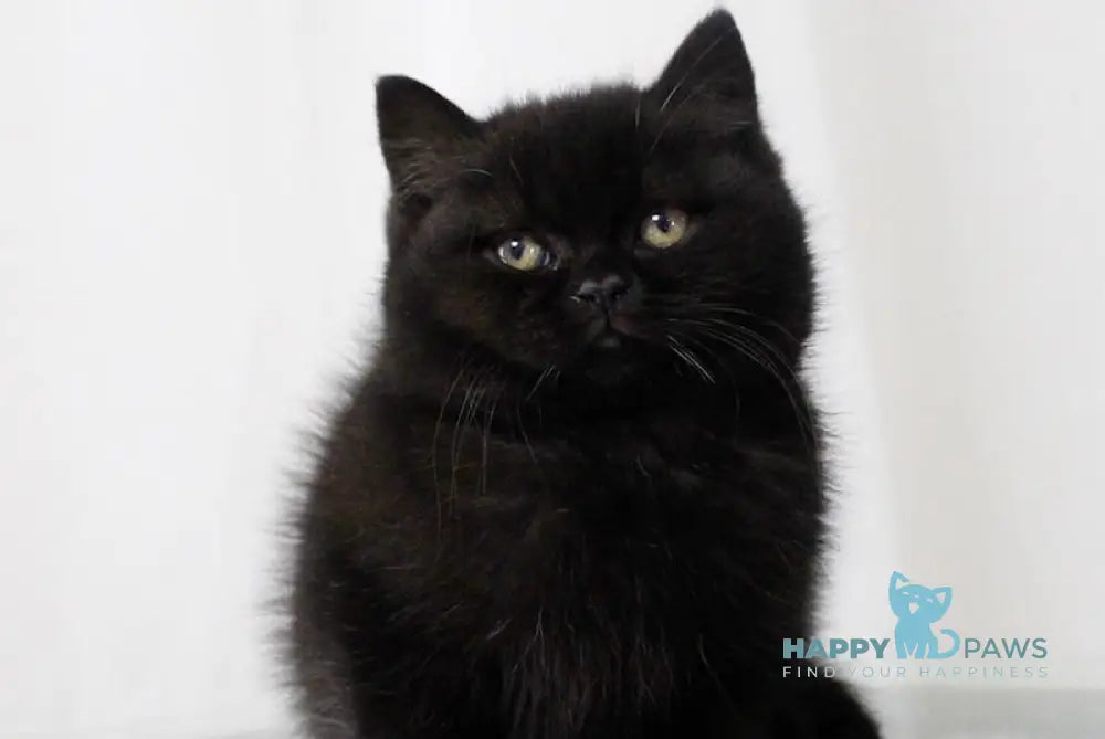 Jerry British Shorthair male black live animals