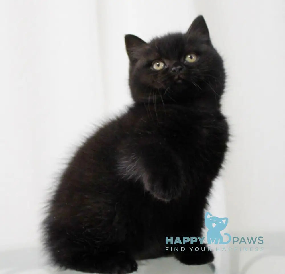 Jerry British Shorthair male black live animals