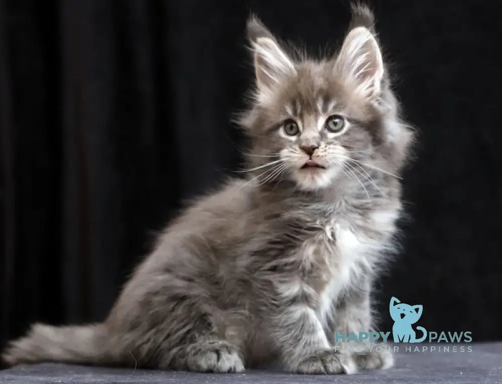 Jessika Maine Coon Female Blue Tabby Live Animals