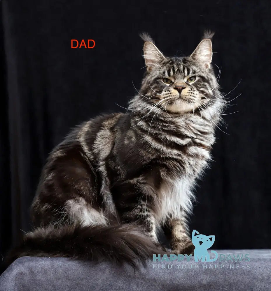 Jessika Maine Coon Female Blue Tabby Live Animals