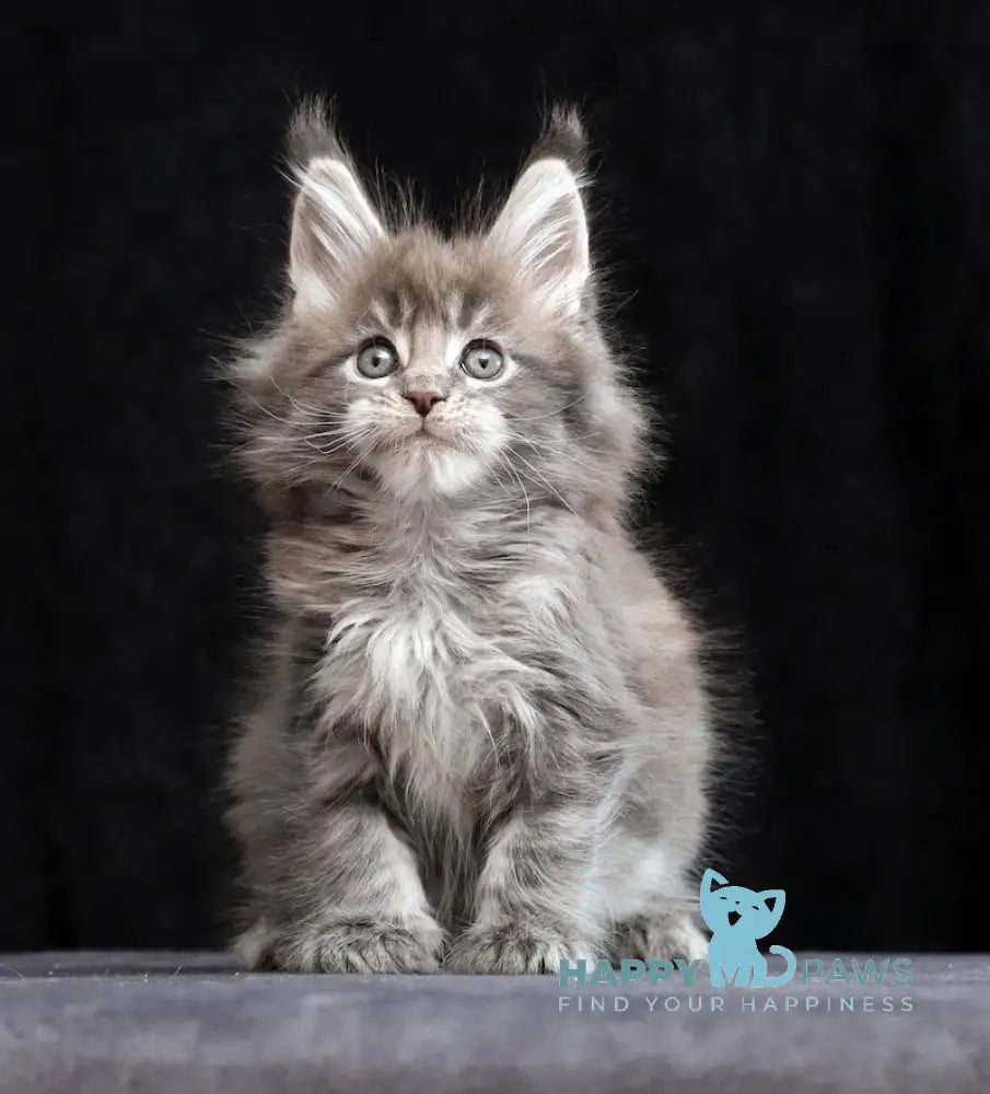 Jessika Maine Coon Female Blue Tabby Live Animals