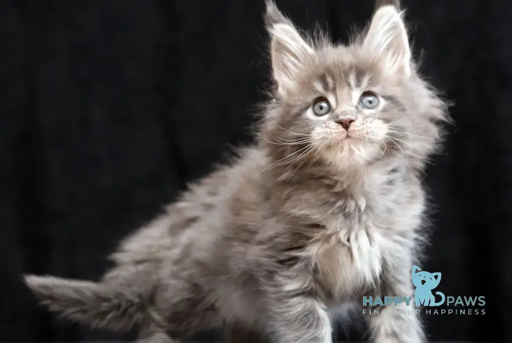 Jessika Maine Coon Female Blue Tabby Live Animals