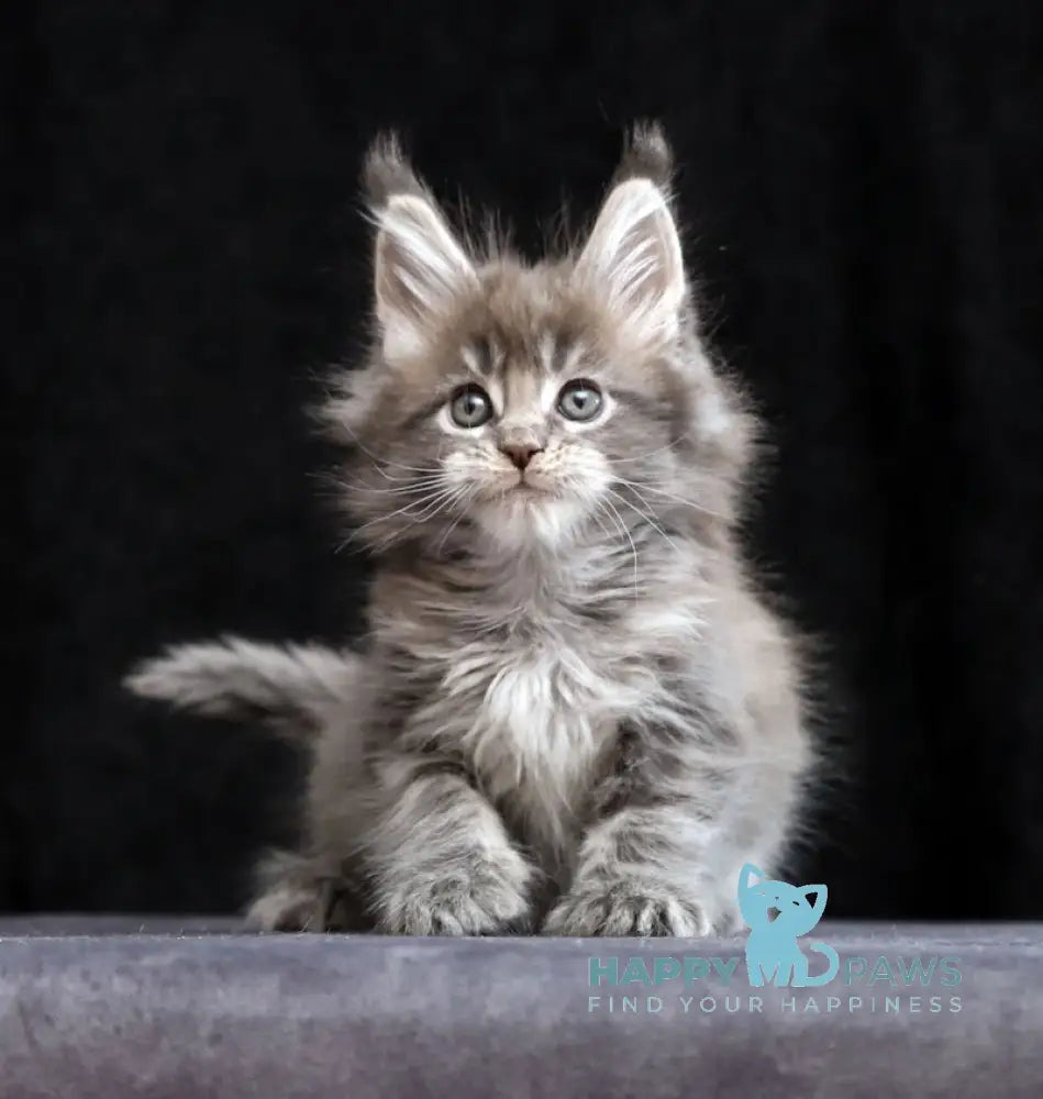 Jessika Maine Coon Female Blue Tabby Live Animals