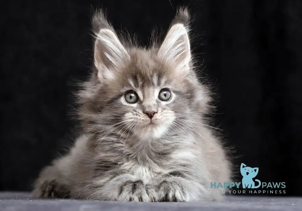 Jessika Maine Coon Female Blue Tabby Live Animals