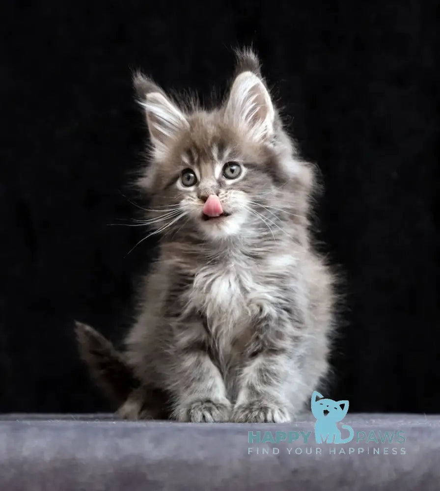 Jessika Maine Coon Female Blue Tabby Live Animals