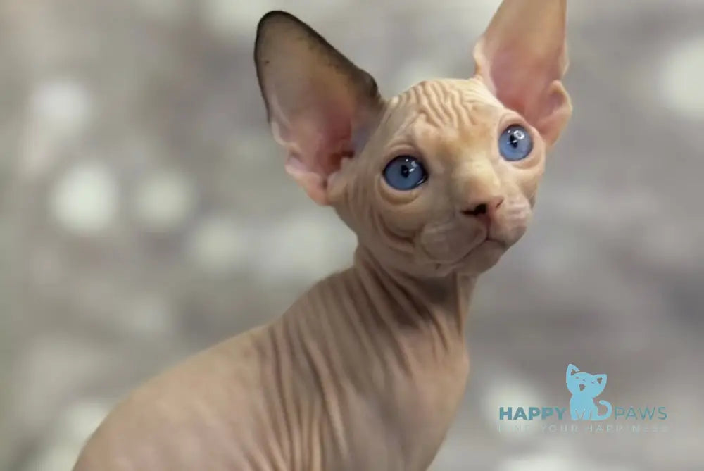 Jin Canadian Sphynx Male Black Van Live Animals