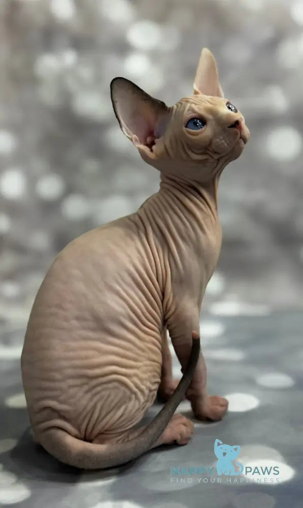 Jin Canadian Sphynx Male Black Van Live Animals