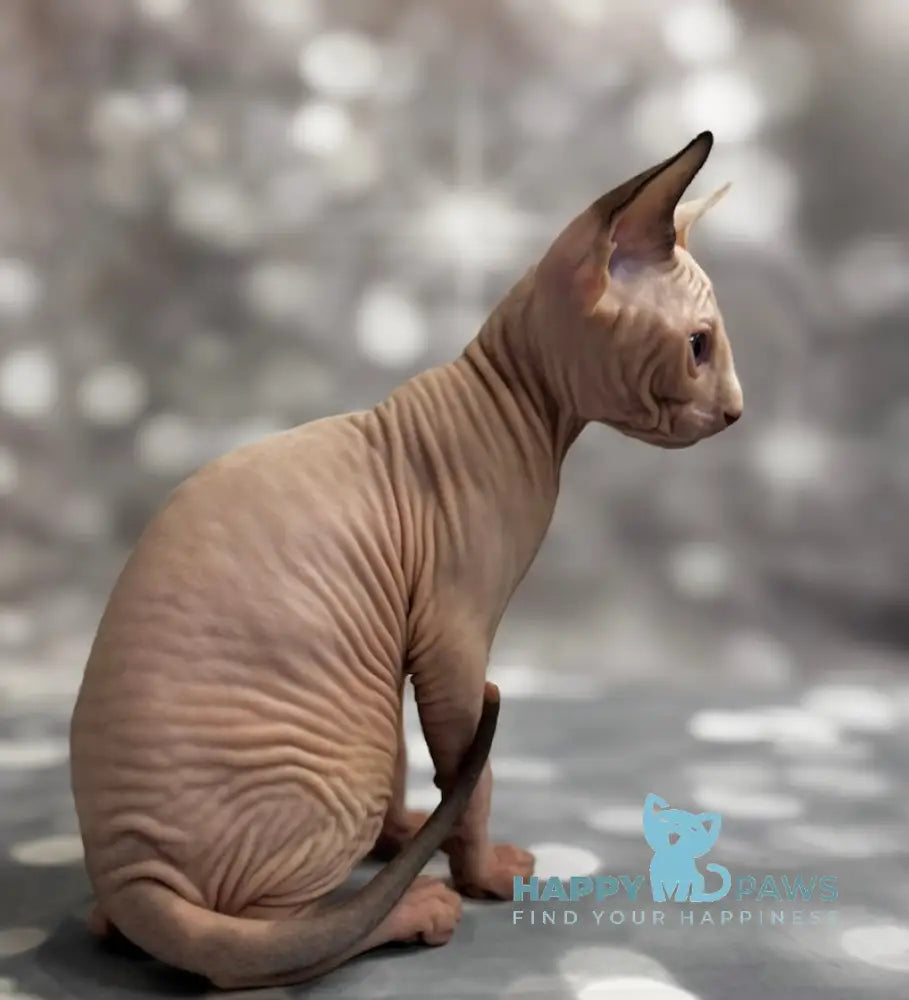 Jin Canadian Sphynx Male Black Van Live Animals