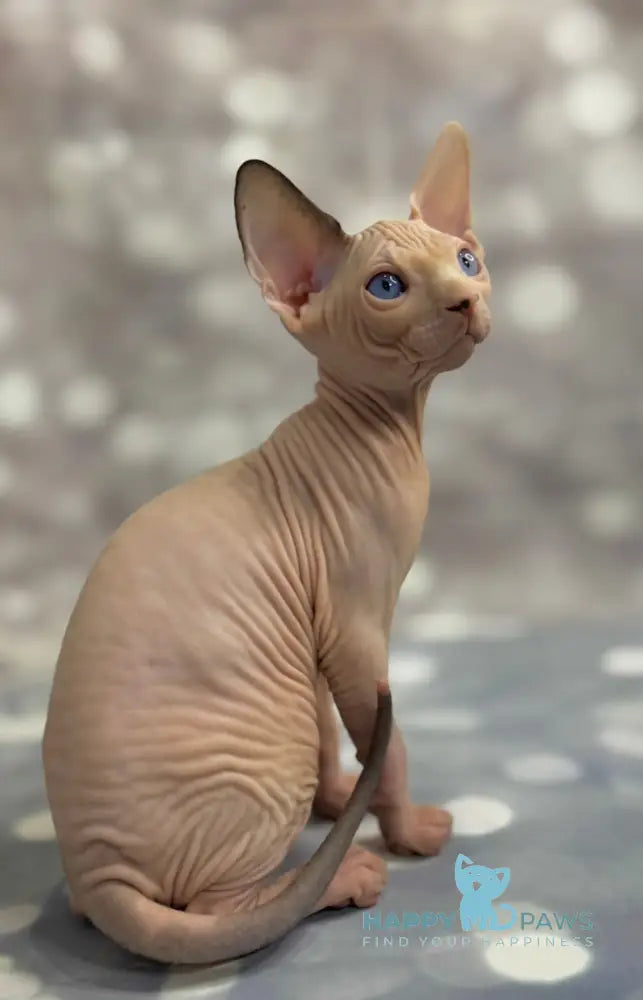 Jin Canadian Sphynx Male Black Van Live Animals